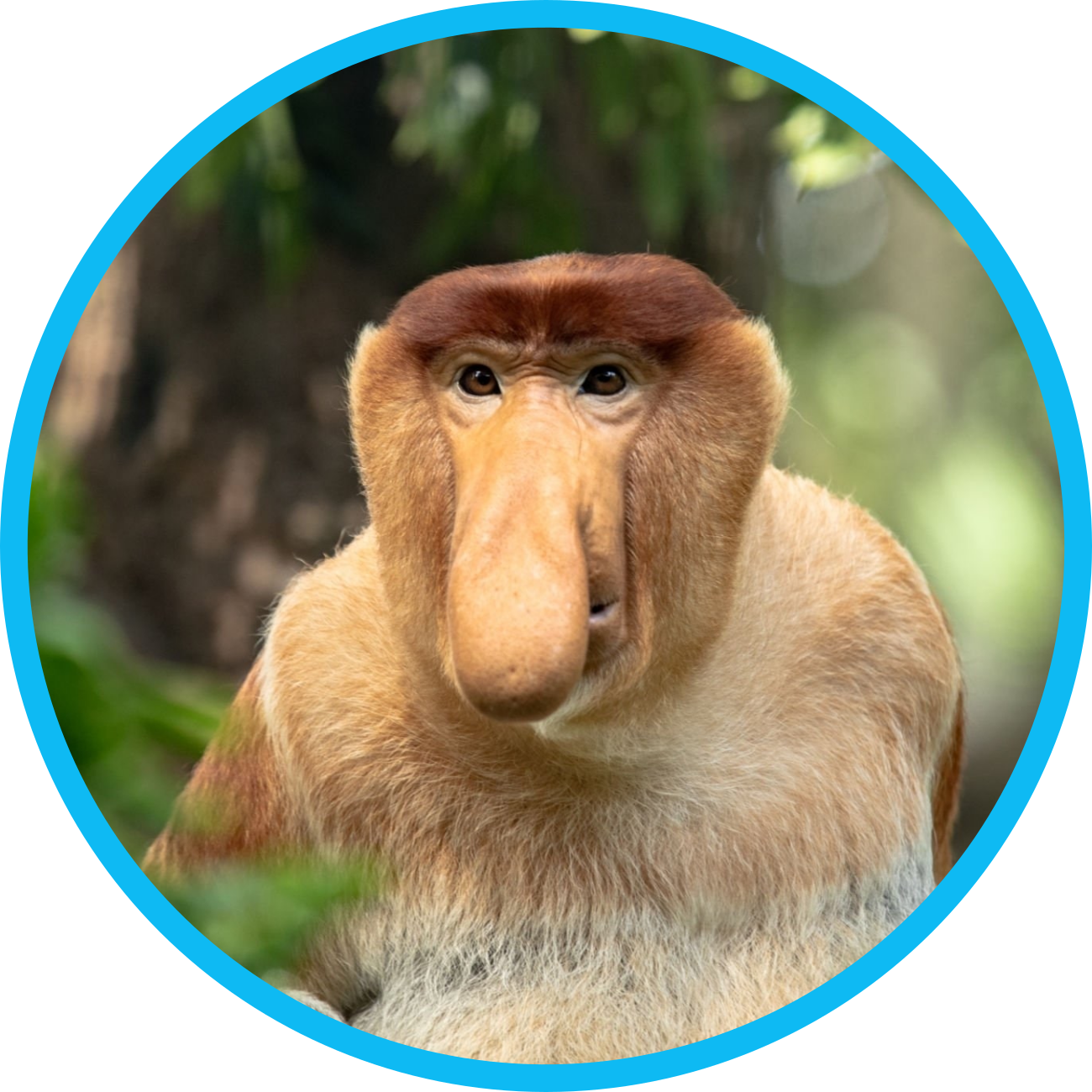 Audiojunkie (Ercan Brack)